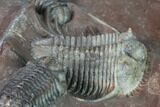 Huge, Cyphaspides Trilobite With Two Austerops - Jorf, Morocco #169645-15